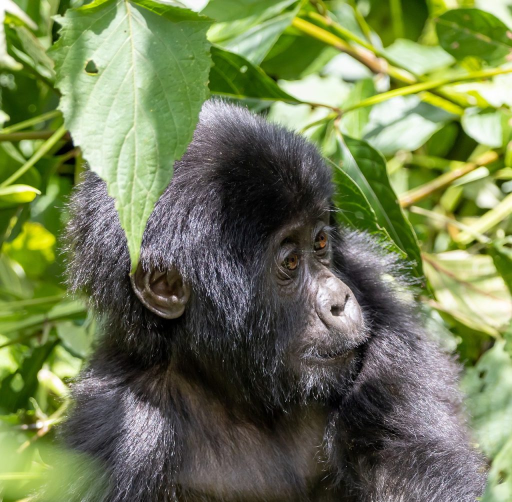 baby gorilla, gorilla, jungle-7708345.jpg